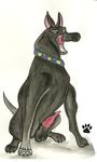  balls black black_fur canine doberman dog ears fur invalid_tag male mammal penis pose sitting solo tongue 