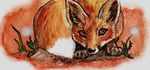  canine feral fox mammal solo spera 