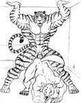  all_fours anal anal_penetration anthro black_and_white canine doggy_position doggystyle duo feline from_behind gay huge_muscles male mammal monochrome muscles penetration sex sudonym tiger wolf 