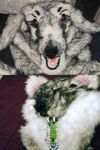  border_collie creepy dog esuterure2006 fluffy fursuit mammal monster nightmare_fuel nose open_mouth scary solo teeth tongue what 