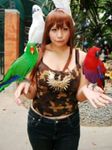  bird brown_hair chouzuki_maryou cosplay hitomi_(cosplay) lowres macaw parrot photo qvga 