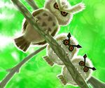  black_sclera branch claws cosmo_(465lilia) from_below gen_2_pokemon green_background hoothoot looking_at_viewer no_humans noctowl owl pokemon pokemon_(creature) realistic red_eyes 