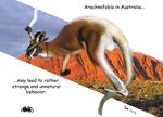  australia foxia kangaroo male marsupial spider 