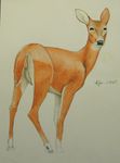  2012 alsem cervine deer female feral hooves looking_back mammal pussy solo traditional_media 