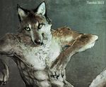  fur grey grey_fur male mammal nipples solo tatchit toned topless wolf yellow_eyes 