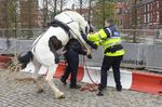  equine from_behind harness horse human ireland male penis police public rope street 