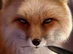  canine feather feral fox jocarra mammal photorealism realistic solo 