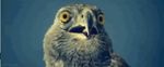  avian beak bird feral hawk looking_at_viewer open_mouth reaction_image reaction_picture real 