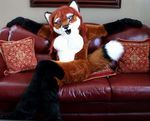  blue_eyes canine female fox fursuit looking_at_viewer mammal nude open_mouth pillow sitting sofa solo 
