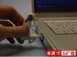  animated dog flash_drive inanimate laptop usb 