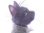  anatomically_correct bedroom_eyes blush cat clothing collar color feline fur looking_at_viewer looking_back male mammal mohatch morenatsu plain_background portrait purple_fur realistic shin shin_kuroi smile solo unknown_artist whiskers white_background yellow_eyes 