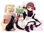  brown_hair cat chair copyright_request cup kobayashi_chisato lamp maid pillow red_eyes short_hair sitting table teacup teapot thighhighs 