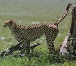  cheetah feline female male outside peeing tree urine watersports wood 