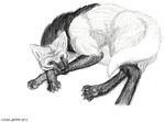  canine endangered_species feral mammal monochrome pencil soulgryph wolf 