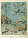 absurd_res adolphe_millot ambiguous_gender ancient_art anglerfish anthozoan arthropod asterozoan biological_illustration black_dragon_fish cnidarian crab crinoid crustacean decapoda echinoderm echinozoan feral fin fish gills gulper_eel hi_res jellyfish lobster malacostracan marine medusozoan open_mouth paguroid public_domain scales sea_anemone sea_urchin shark shrimp starfish tail tail_fin technical_illustration tentacles text underwater water zoological_illustration