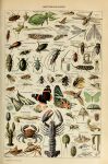 absurd_res acarine adolphe_millot ambiguous_gender ancient_art ant antennae_(anatomy) anthozoan arachnid arthropod bee beetle biological_illustration blattodea brown_body butterfly cicada cnidarian cockroach crab crustacean cucujoid decapoda dipteran dragonfly exoskeleton feral flea green_body hi_res hymenopteran insect insect_wings ladybug lepidopteran lepidopteran_wings lobster malacostracan marine mosquito moth paguroid parasitiform pincers public_domain scorpion sea_anemone shrimp spider technical_illustration termite text tick_(arachnid) wings zoological_illustration