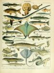 absurd_res acipenseriformes adolphe_millot ambiguous_gender ancient_art batoid biological_illustration countershade_torso countershading cyclostomata feral fin fish gills hi_res jawless_fish lamprey marine public_domain scales seahorse shark sturgeon syngnathid syngnathiform tail tail_fin technical_illustration text zoological_illustration