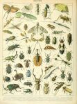 absurd_res adolphe_millot ambiguous_gender ancient_art antennae_(anatomy) arthropod beetle biological_illustration blattodea blue_body brown_body cockroach dragonfly feral green_body hi_res insect insect_wings phasmid public_domain technical_illustration text wings yellow_body zoological_illustration