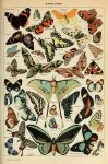 absurd_res adolphe_millot ambiguous_gender ancient_art antennae_(anatomy) arthropod biological_illustration butterfly feral green_wings hi_res insect insect_wings lepidopteran lepidopteran_wings moth orange_wings public_domain technical_illustration text wings yellow_wings zoological_illustration