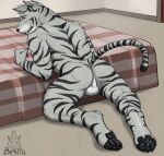 anthro balls bed butt claws elbestia exhibitionism fangs felid furniture genitals herzog_silverfang hi_res looking_at_viewer looking_back looking_back_at_viewer male mammal nude pantherine pawpads paws pose presenting presenting_hindquarters raised_tail seductive slightly_muscular solo stripes tail teasing teeth tiger