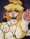 2023 2024 animal_crossing anthro breasts buttplug canid canine canis clothing collar digital_media_(artwork) domestic_dog eyebrows female fingers fishnet fishnet_legwear genitals isabelle_(animal_crossing) legwear llametsul looking_at_viewer mammal nintendo nipples pawpads plug_(sex_toy) plump_labia pussy sex_toy shih_tzu solo spiked_collar spikes tongue tongue_out toy_dog