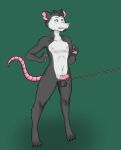 absurd_res american_opossum anthro ball_rope ball_tugging ballbusting balls belly cock_and_ball_torture cut_ear flaccid fur genital_rope genital_torture genitals grey_balls grey_body grey_fur hi_res humanoid_genitalia humanoid_penis male mammal marsupial meimeiziy nude pain penis pink_penis rope rope_around_balls scraps_shankly showing_teeth small_balls small_penis solo surprised_expression tiptoes white_belly