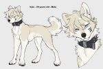 canid canine canis claws collar countershade_face countershade_fur countershade_tail countershade_torso countershading domestic_dog feral fur hi_res inner_ear_fluff kaburion male mammal paws quadruped solo spiked_collar spikes tail tuft valo_(kaburion)