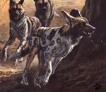  african_wild_dog blotch canine feral mammal outside realistic 