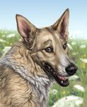  ambiguous_gender anakuro brown_eyes canine cute dog feral flower fluffy grass happy looking_at_viewer male mammal mutt open_mouth outside panting portrait realistic sky smile solo tongue whiskers yellow yellow_eyes 