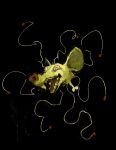 2024 absurd_res ambiguous_form ambiguous_gender arthropod black_background bone brown_body brown_exoskeleton brown_nose digital_media_(artwork) digital_painting_(artwork) exoskeleton feral flea fur grey_eyes group headshot_portrait hi_res insect mammal murid murine open_mouth open_smile portrait rat rodent schmrgl severed_body_part severed_head sharp_teeth simple_background smile snout solo_focus teeth three-quarter_view tongue white_body white_fur
