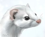  ermine feral head moodyferret mustelid short-tailed_weasel solo stoat weasel white winter_coat 