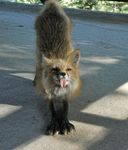 :p canine cute feral fluffy fox real solo stretching tongue tongue_out 