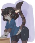 2025 anthro bent_over black_wristwatch blue_clothing blue_shirt blue_topwear brown_body brown_eyes brown_fur bulge cat_sona_(mr-shin) clothing domestic_cat eye_bags felid feline felis fur gloves_(marking) grey_body grey_fur hi_res inner_ear_fluff looking_at_viewer male mammal markings midriff mole_(marking) mr-shin pink_inner_ear pink_nose pupils raised_tail shirt solo tail tight_clothing topwear tuft