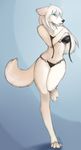  canine clothed clothing female fur long_legs looking_at_viewer mammal shestaroo skimpy solo swimsuit undressing white_fur wolf 