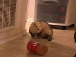  barrel_roll cute dancing feral ferret loop low_res lying mammal mustelid on_back peanut_butter real rolling 