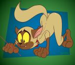2023 3_toes 4_fingers anthro arched_back artist_name ass_up barefoot black_eyes black_nose brown_body brown_ears brown_fur brown_tail bunnicula_(series) butt chester_(bunnicula) collar curvy_figure digital_media_(artwork) domestic_cat fangs feet felid feline felis fingers fur gavanzude glistening glistening_butt hi_res laser_pointer male mammal multicolored_body multicolored_fur plantigrade raised_heel red_collar sharp_teeth smile solo spine tail teeth text thick_thighs three-quarter_view tiptoes toes two_tone_body two_tone_fur yellow_sclera