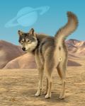  canine cyber_space_by ebon_lupus female feral fur grey_fur looking_back mammal orange_eyes outside saturn_(planet) signature solo space standing wolf 
