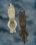  black_fur canine claws ebon_lupus feral fur invalid_tag male mammal paws sheath snow underside white_fur wolf 