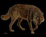  black_background canine ebon_lupus feral male mammal plain_background sheath solo wolf 