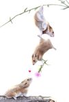 &hearts; all_fours ambiguous_gender balancing black_eyes branch brown_fur couple feral flower fur hamster hanging mammal plain_background plant realistic rodent safle728 upside_down white_background 