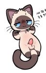 2025 :3 anthro balls blue_sclera bodily_fluids curled_tail digital_media_(artwork) domestic_cat ears_up erection facial_markings felid feline felis genitals head_markings korean_text lying male mammal markings narrowed_eyes on_back paw_pose paws penis plumflavor pose semi-anthro shaded siamese simple_background simple_shading solo spread_legs spreading sweat sweatdrop tail tapering_penis text translation_request tuft whiskers white_background