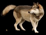  black_background canine dire ebon_lupus feral mammal plain_background solo wolf 
