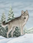  detailed_background ebon_lupus feral male mammal outside snow snoww solo wolf yellow_eyes 