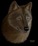  2003 ambiguous_gender black_background brown_fur canine disembodied_head ebon_lupus fur head mammal plain_background solo wolf yellow_eyes 
