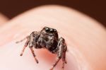  cute jumping_spider photo real spider 