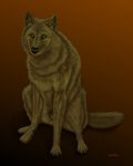  canine ebon_lupus feral male mammal solo wolf 