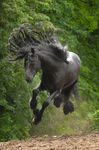  ambigous_gender ambiguous_gender black_hair equine feral hair hooves horse mammal mane photo real running solo 