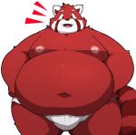 2025 ailurid anthro belly big_belly biped clothing hi_res kemono kusosensei male mammal moobs navel nipples open_mouth overweight overweight_male red_body red_panda simple_background solo standing underwear white_background