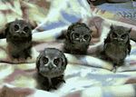  animated avian blanket brown_eyes cute eurasian_eagle-owl feral fluffy grey_body inside looking_at_viewer o.o o_o owl owlet owls real sheet standing young 