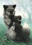  black_fur bracelet canine claws female forest fox fur grass jewelry kacey mammal morning orange_eyes raccoon scenery silver_fox solo tree wood 